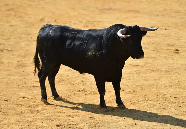 Taureau Noir Espagne — Photo