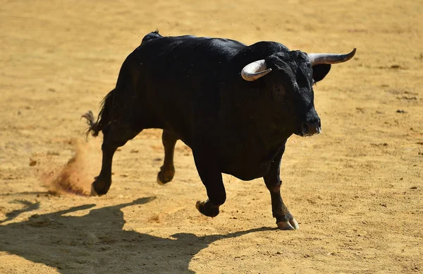 Μαύρο Ταύρο Στην Ισπανία — Φωτογραφία Αρχείου