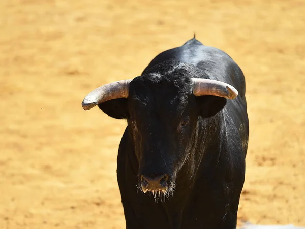 Черный Бык Испании — стоковое фото
