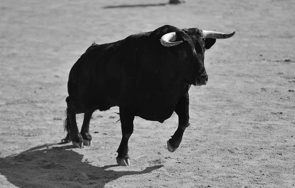 Black Bull Spain — Stock Photo, Image