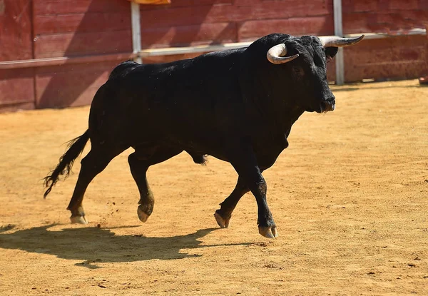 Svart Tjur Spanien — Stockfoto