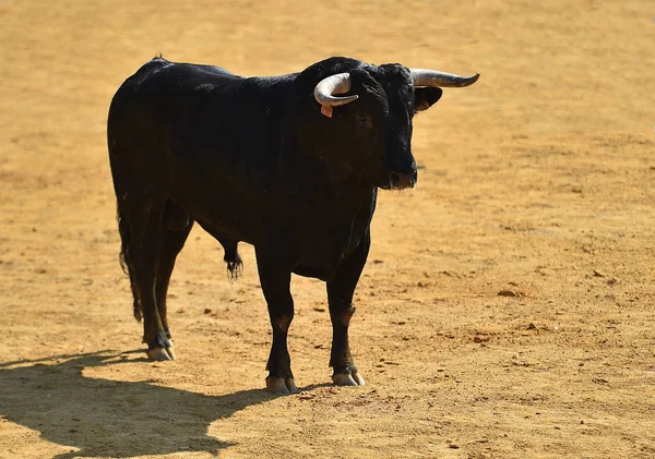 Svart Tjur Spanien — Stockfoto