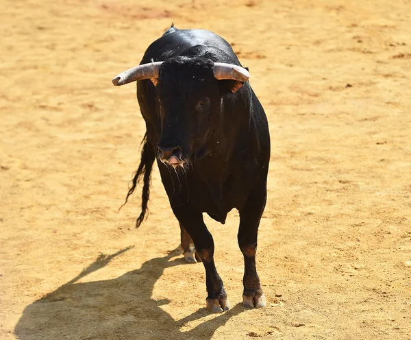 Schwarzer Bulle Spanien — Stockfoto