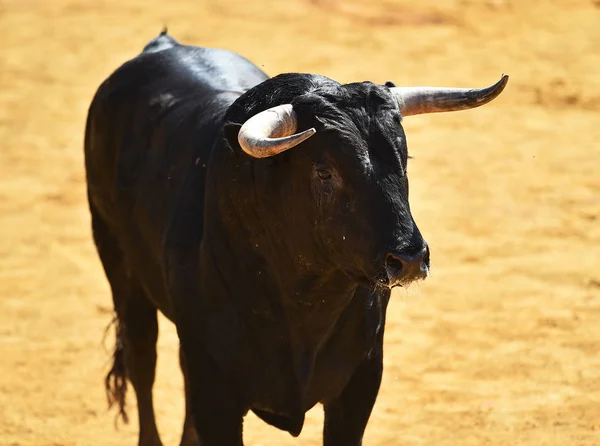 Svart Tjur Spanien — Stockfoto