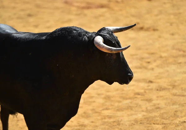 Zwarte Stier Spanje — Stockfoto