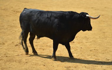 İspanya siyah boğa