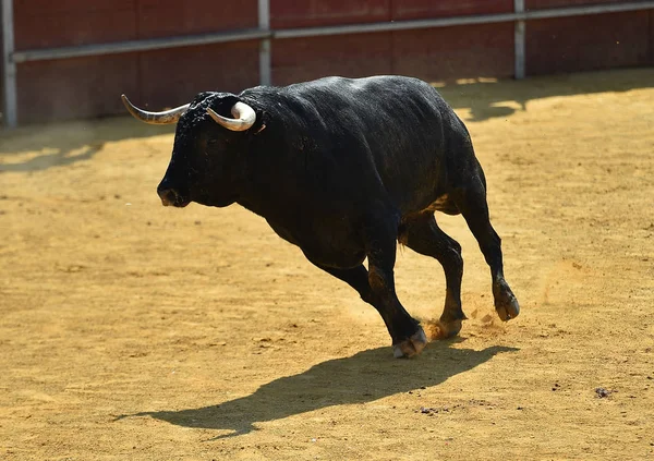 black bull in spain