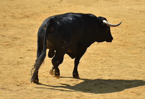 Zwarte Stier Spanje — Stockfoto