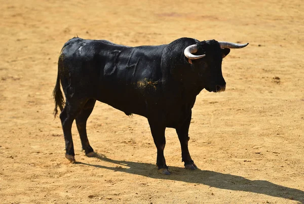 Μαύρο Ταύρο Στην Ισπανία — Φωτογραφία Αρχείου