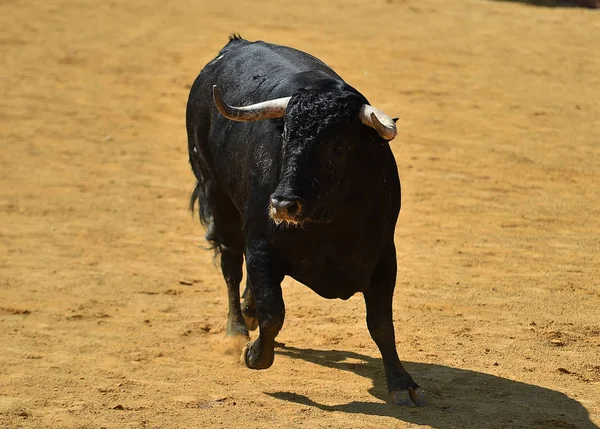 Schwarzer Bulle Spanien — Stockfoto