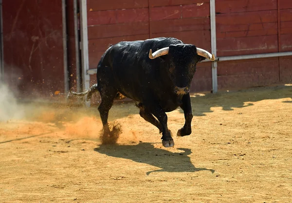 Zwarte Stier Spanje — Stockfoto