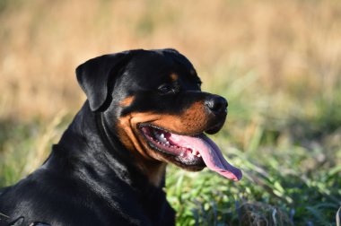 Rottweiler çim