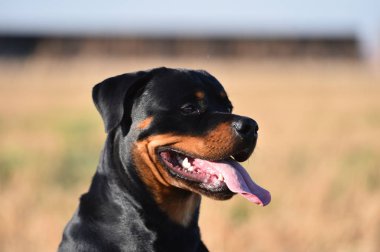 Rottweiler çim