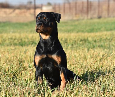Rottweiler çim