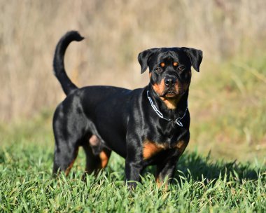 Rottweiler çim