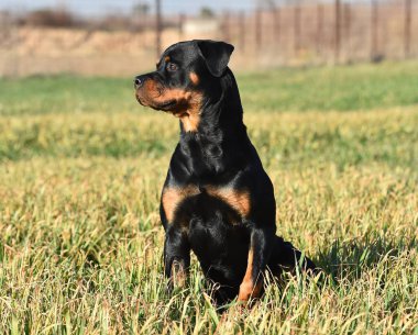 Rottweiler çim