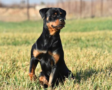 Rottweiler çim