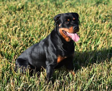 Rottweiler çim