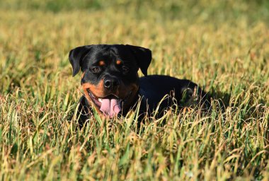 Rottweiler çim