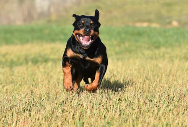 Rottweiler çim