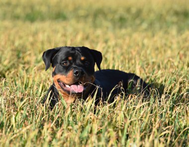 Rottweiler çim