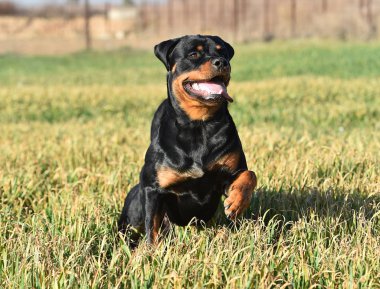 Rottweiler çim