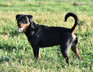 Rottweiler çim