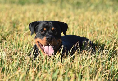 Rottweiler çim