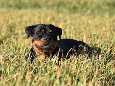 Rottweiler çim