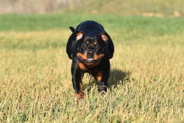 Rottweiler çim