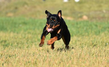 Rottweiler çim