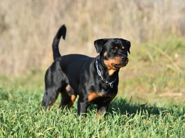 Rottweiler çim