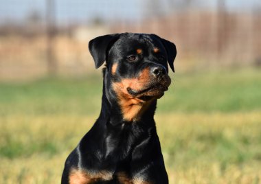 Rottweiler çim