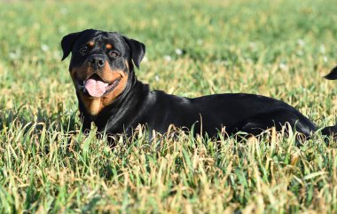 Rottweiler çim