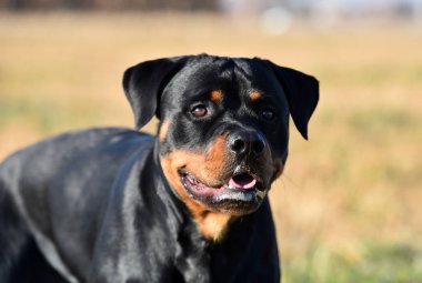 Rottweiler çim