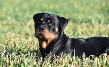 Rottweiler çim