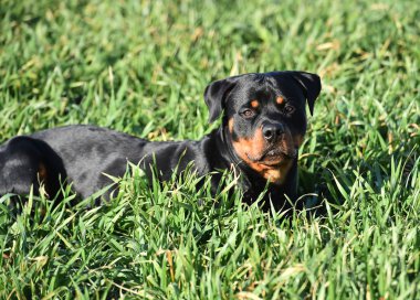 Rottweiler çim