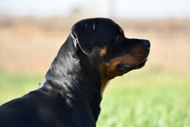 Rottweiler çim