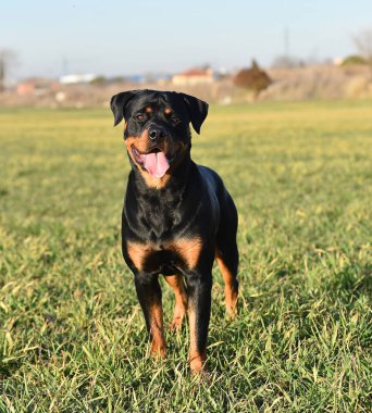 Rottweiler çim