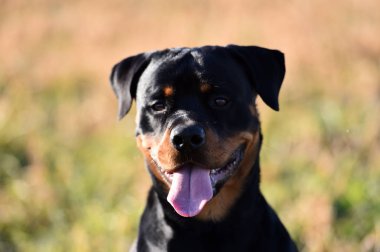 Rottweiler çim