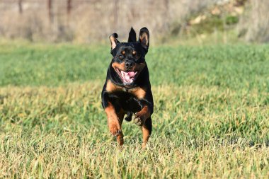 Rottweiler çim
