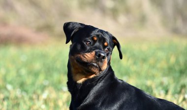 Rottweiler çim