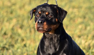 Rottweiler çim