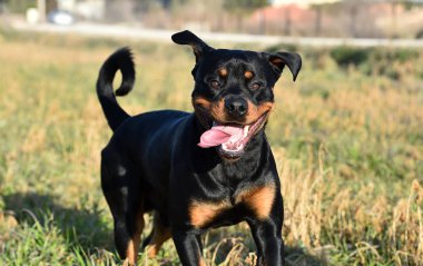 Rottweiler çim