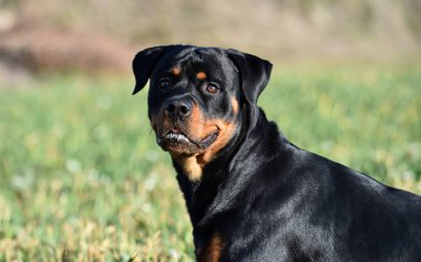 Rottweiler çim