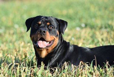 Rottweiler çim