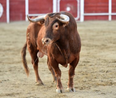 bullring İspanyol boğa