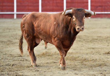 bullring İspanyol boğa