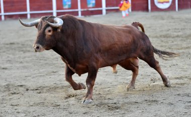 bullring İspanyol boğa