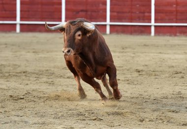 bullring İspanyol boğa